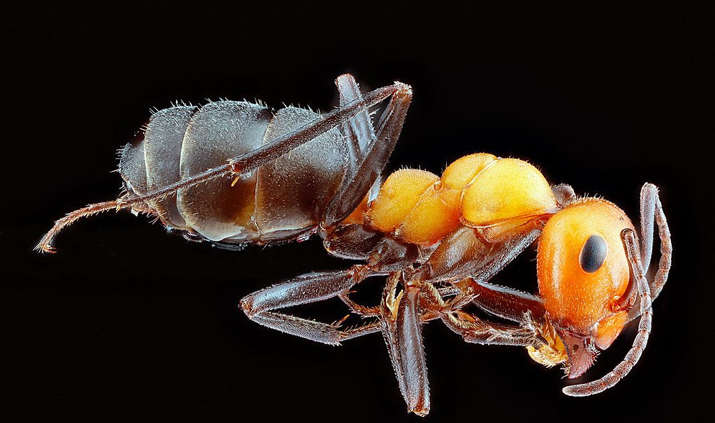 Ant Control service in Iowa City, IA