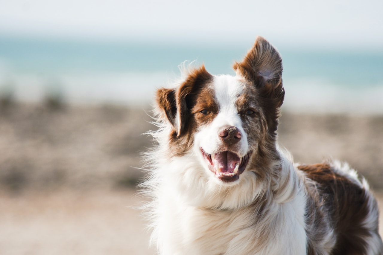 Flea & Tick Control service in Iowa City, IA