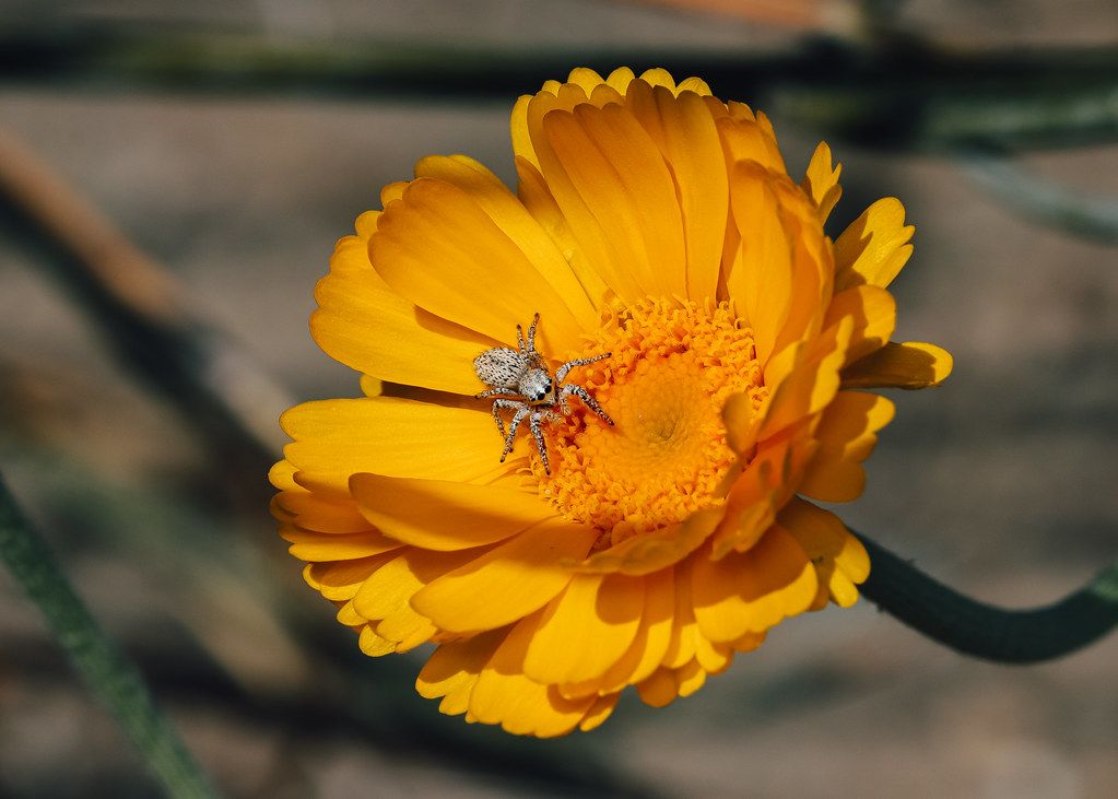 Spider Control service in Iowa City, IA